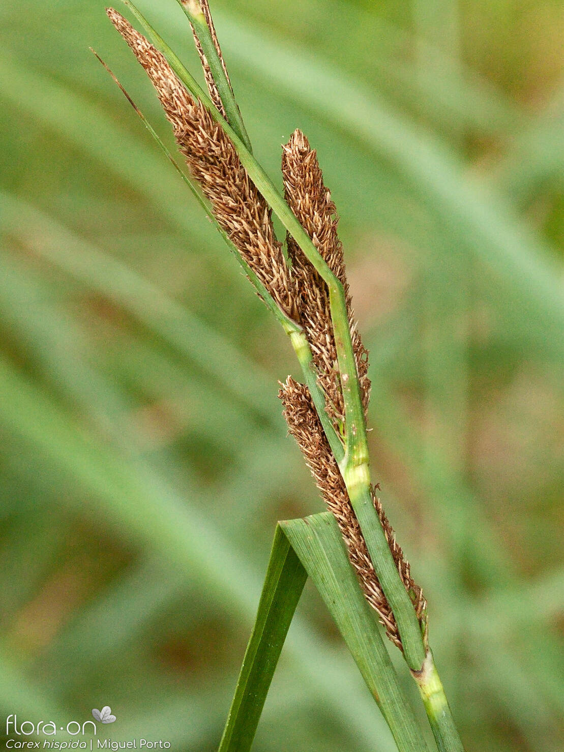Carex hispida - Flor (geral) | Miguel Porto; CC BY-NC 4.0