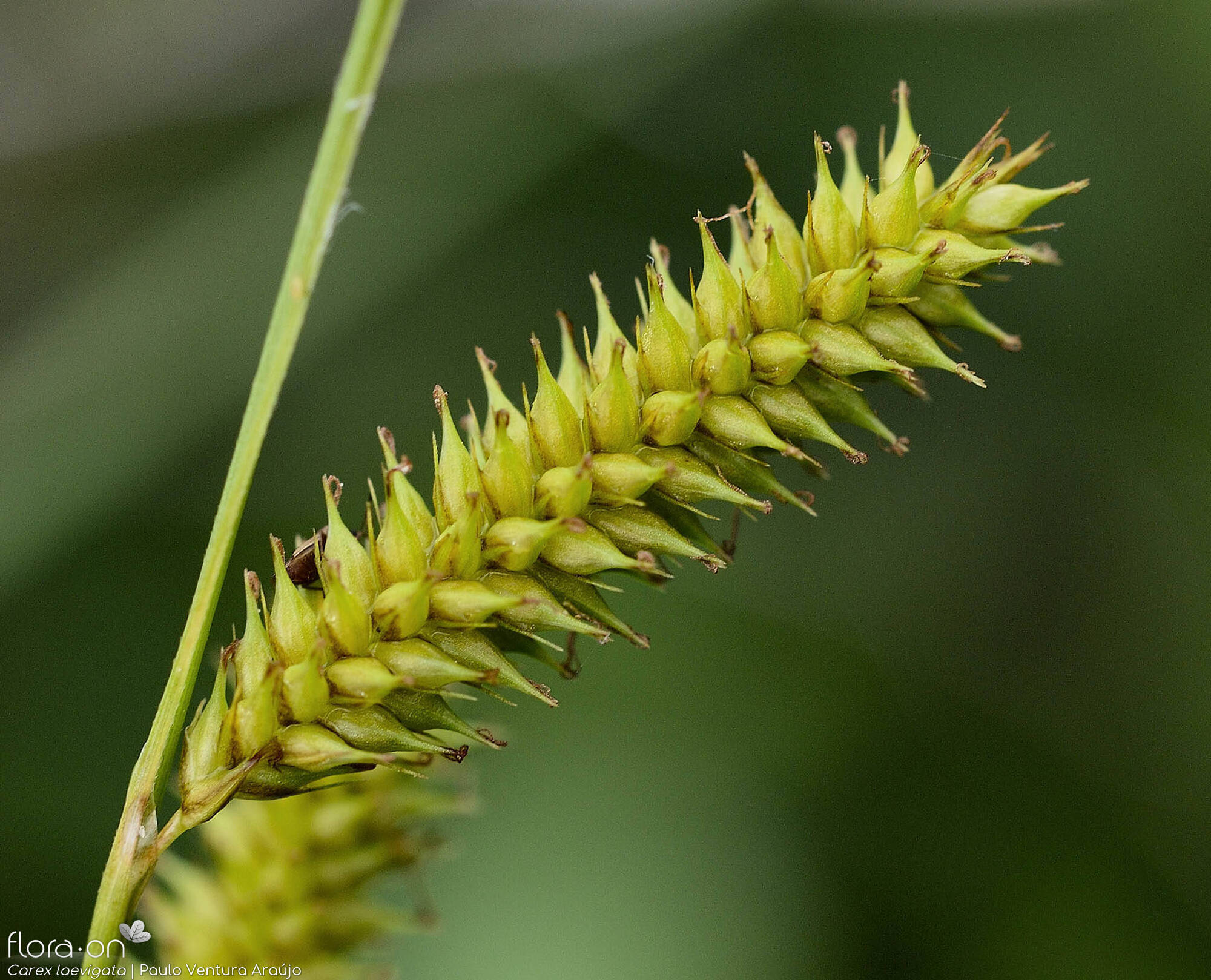 Carex laevigata - Flor (close-up) | Paulo Ventura Araújo; CC BY-NC 4.0