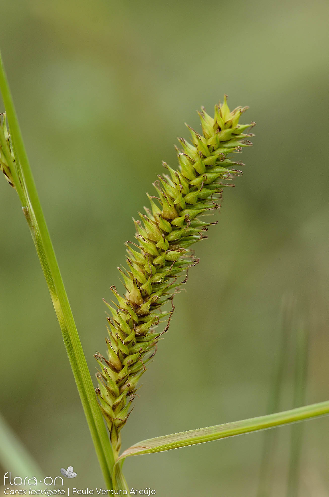 Carex laevigata - Flor (geral) | Paulo Ventura Araújo; CC BY-NC 4.0