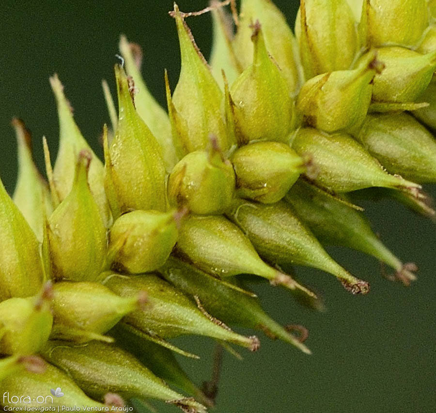 Carex laevigata - Flor (close-up) | Paulo Ventura Araújo; CC BY-NC 4.0