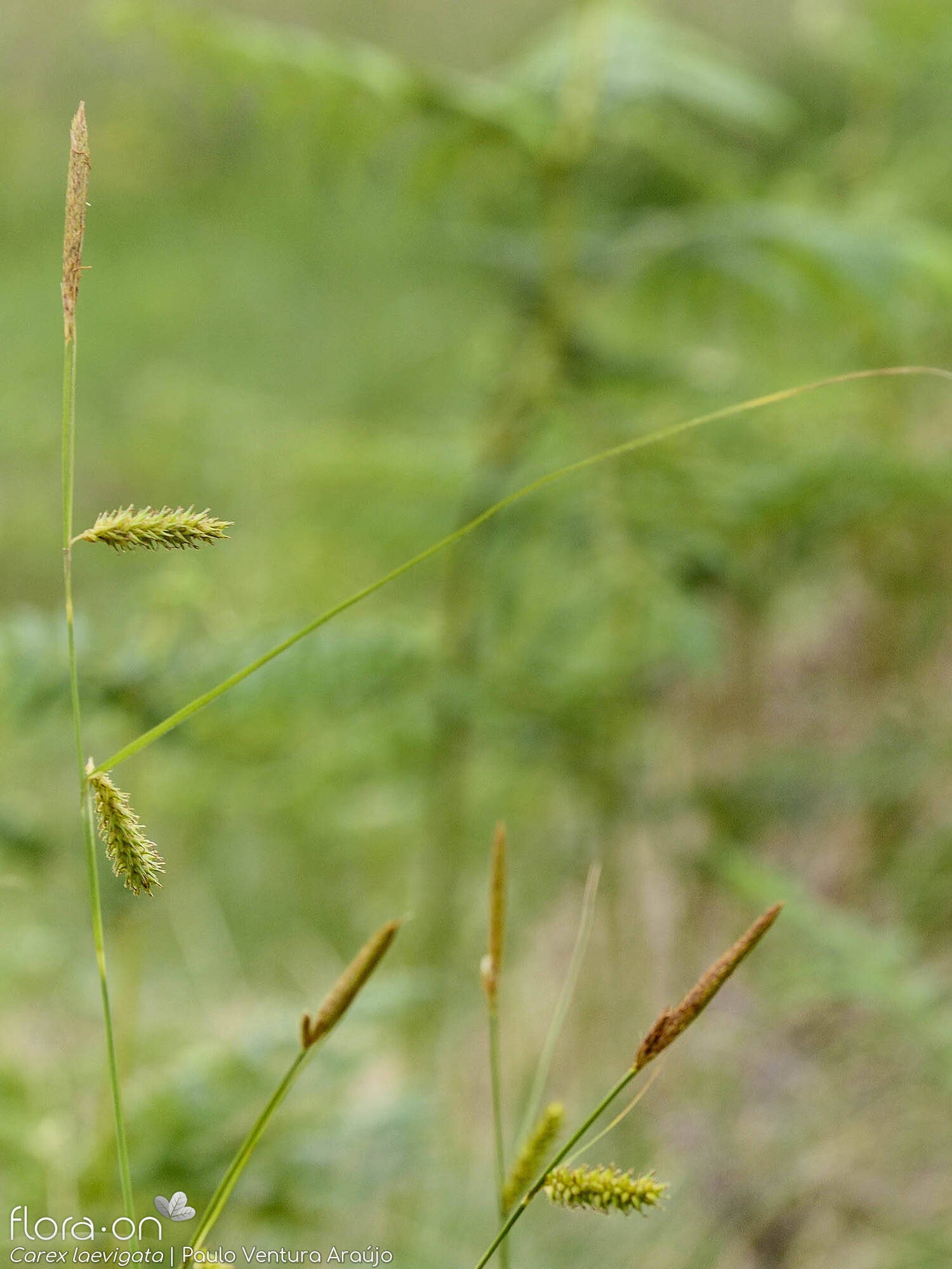 Carex laevigata - Hábito | Paulo Ventura Araújo; CC BY-NC 4.0