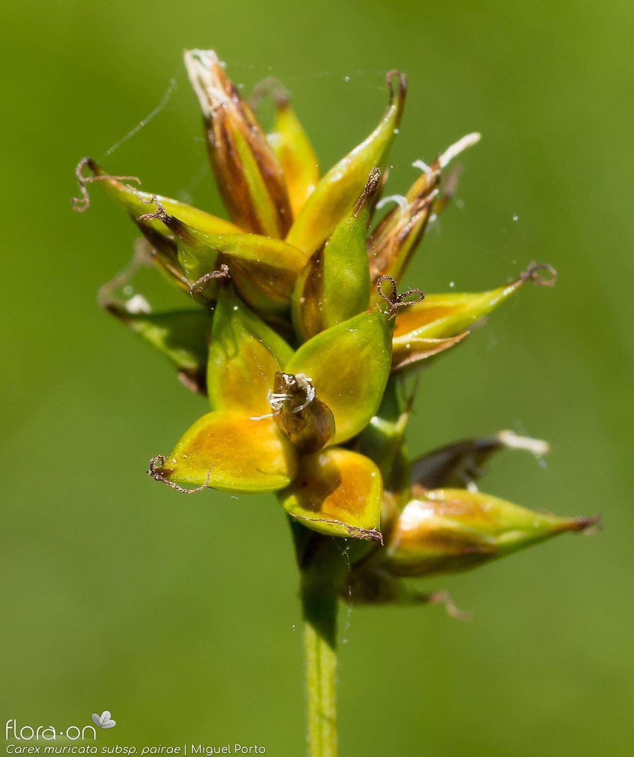 Carex muricata pairae - Flor (close-up) | Miguel Porto; CC BY-NC 4.0