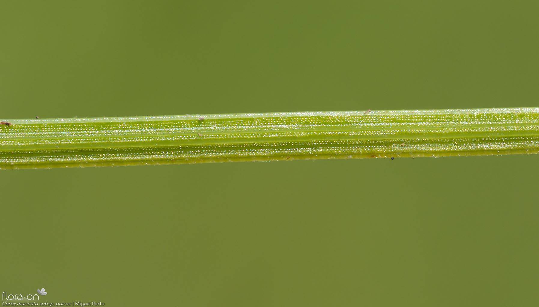 Carex muricata pairae - Caule | Miguel Porto; CC BY-NC 4.0
