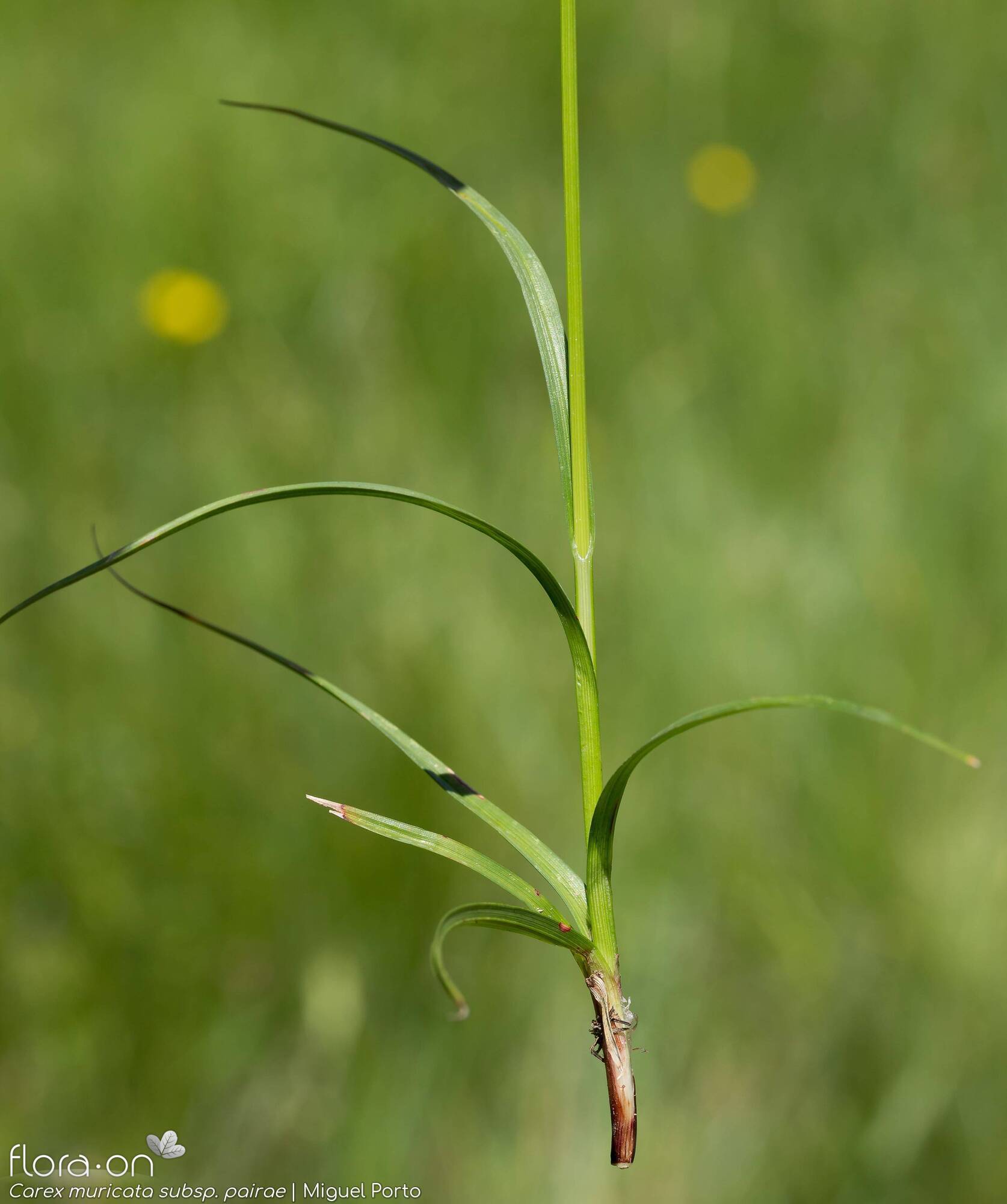 Carex muricata pairae - Folha (geral) | Miguel Porto; CC BY-NC 4.0