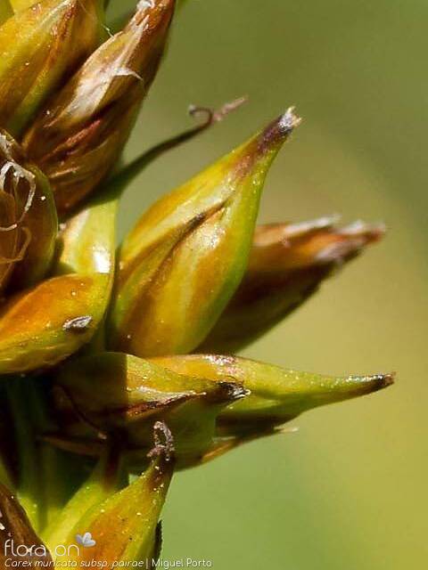 Carex muricata pairae - Fruto | Miguel Porto; CC BY-NC 4.0