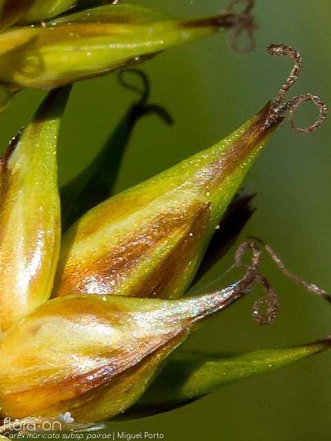 Carex muricata pairae - Fruto | Miguel Porto; CC BY-NC 4.0