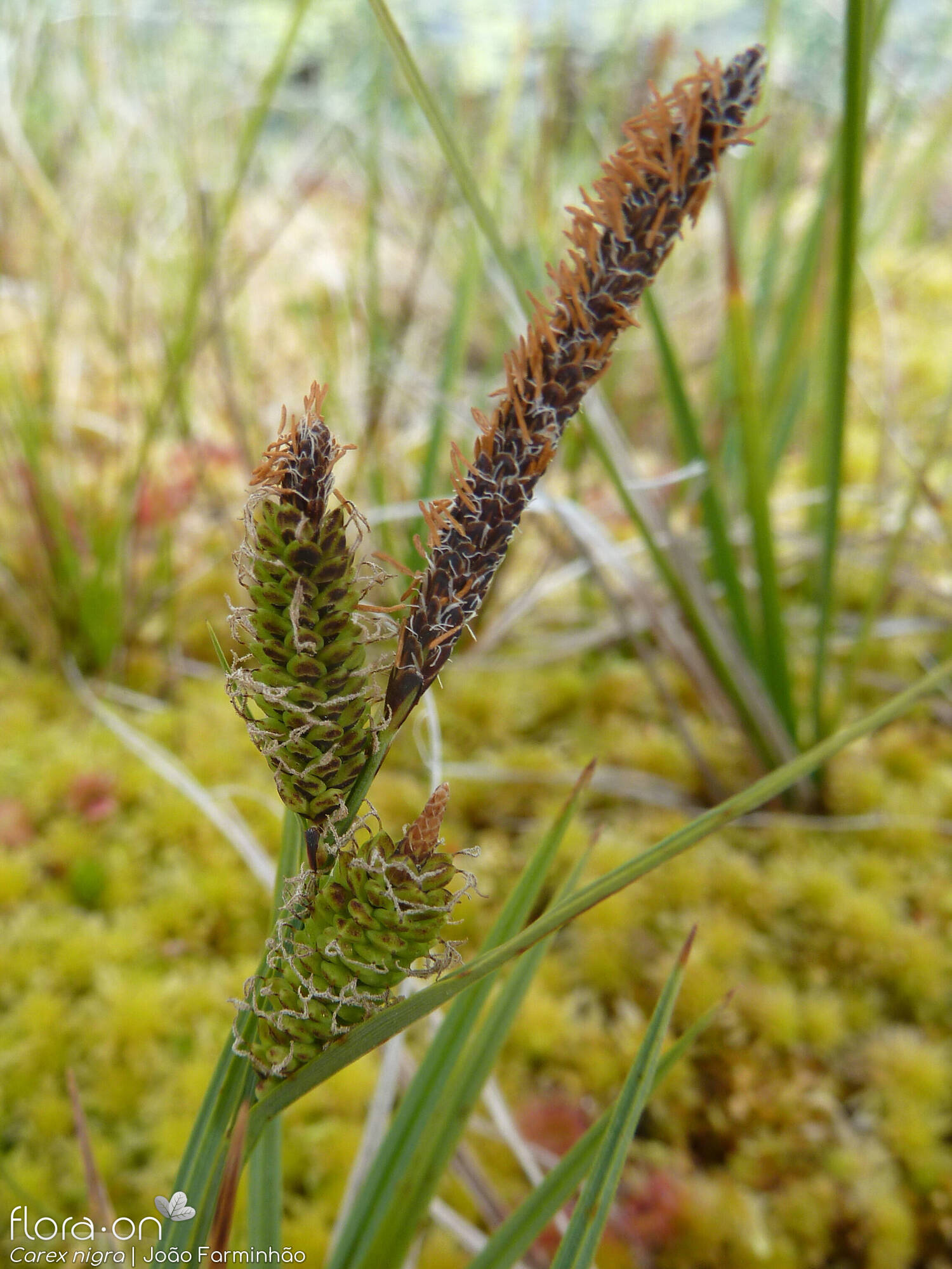 Carex nigra - Flor (geral) | João Farminhão; CC BY-NC 4.0
