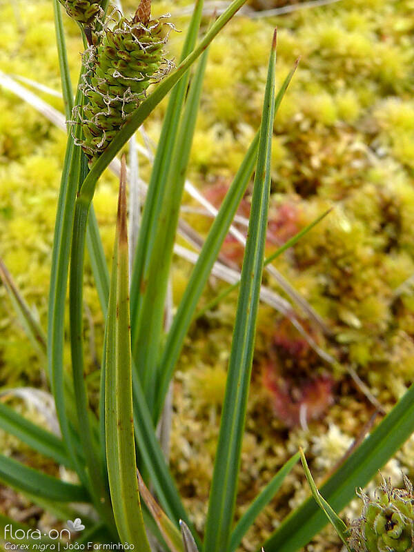 Carex nigra - Folha | João Farminhão; CC BY-NC 4.0
