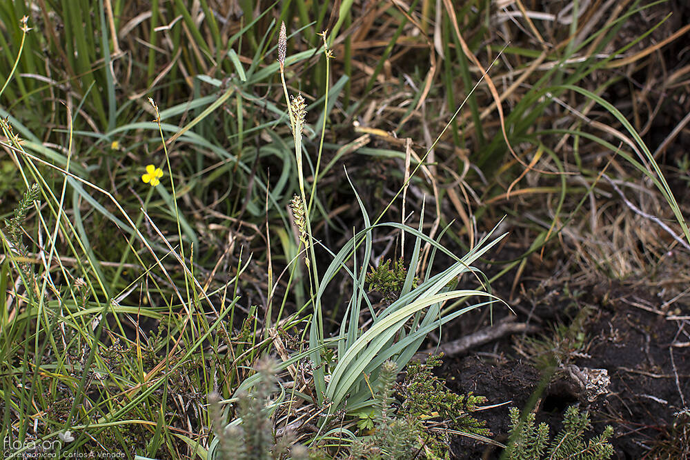 Carex panicea - Hábito | Carlos A. Venade; CC BY-NC 4.0