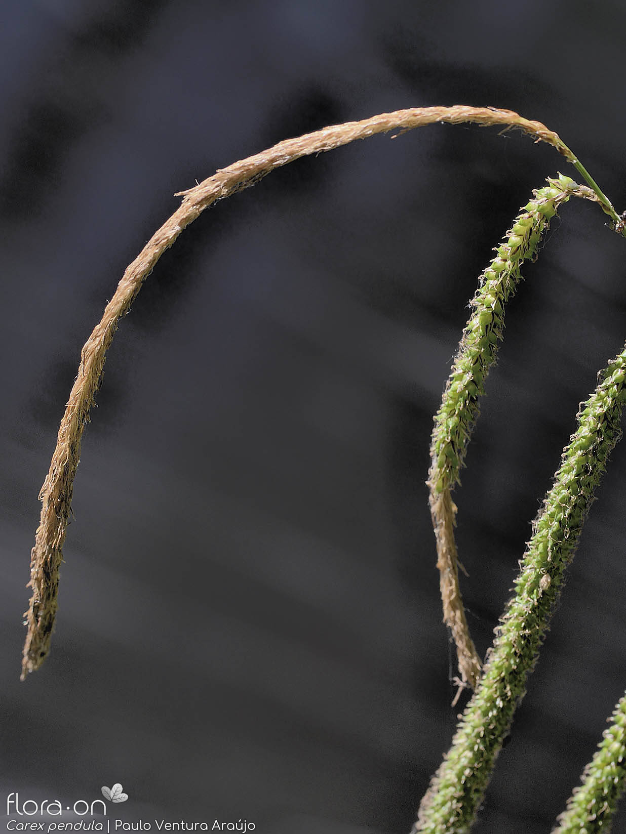 Carex pendula - Flor (geral) | Paulo Ventura Araújo; CC BY-NC 4.0