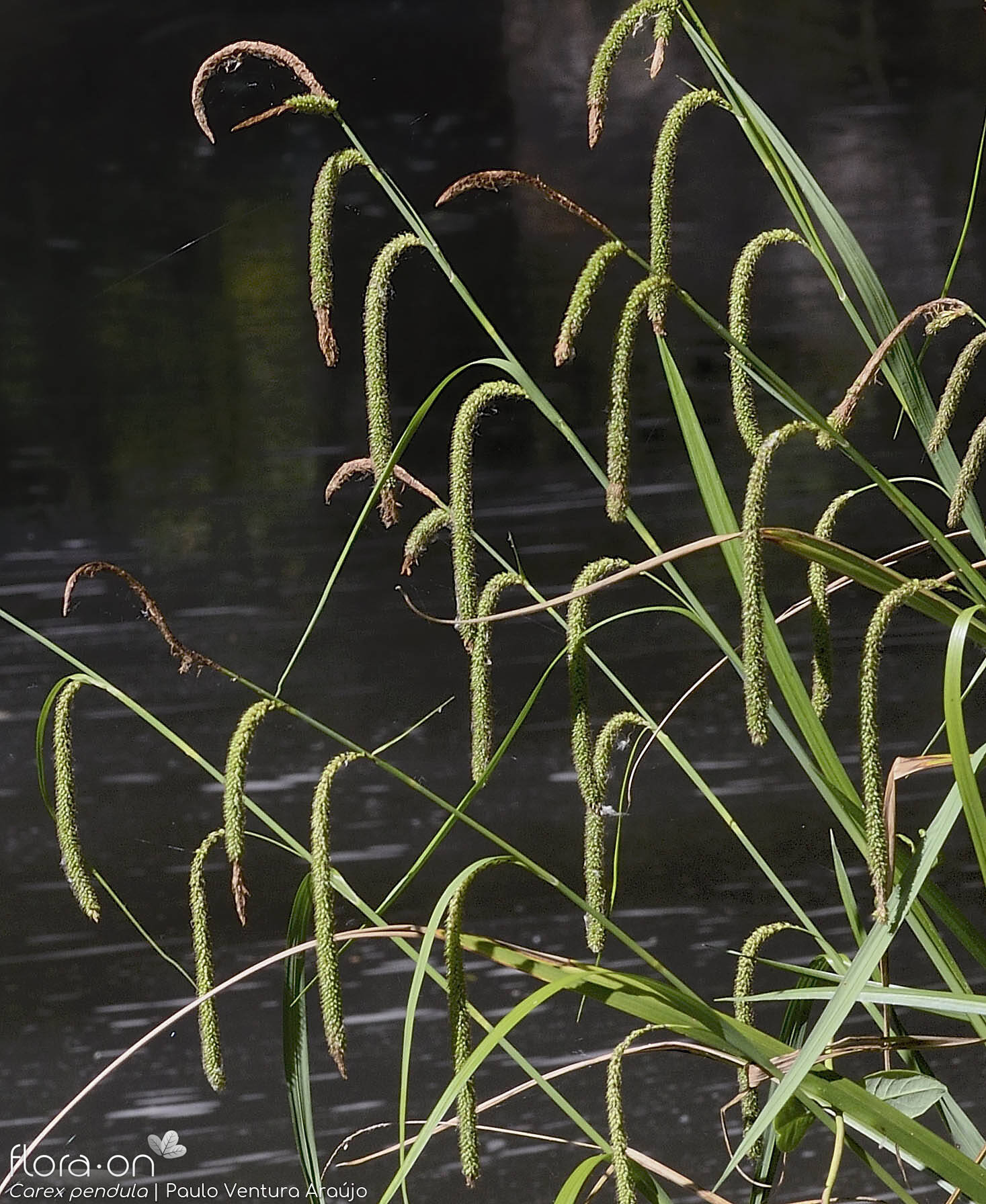 Carex pendula - Hábito | Paulo Ventura Araújo; CC BY-NC 4.0