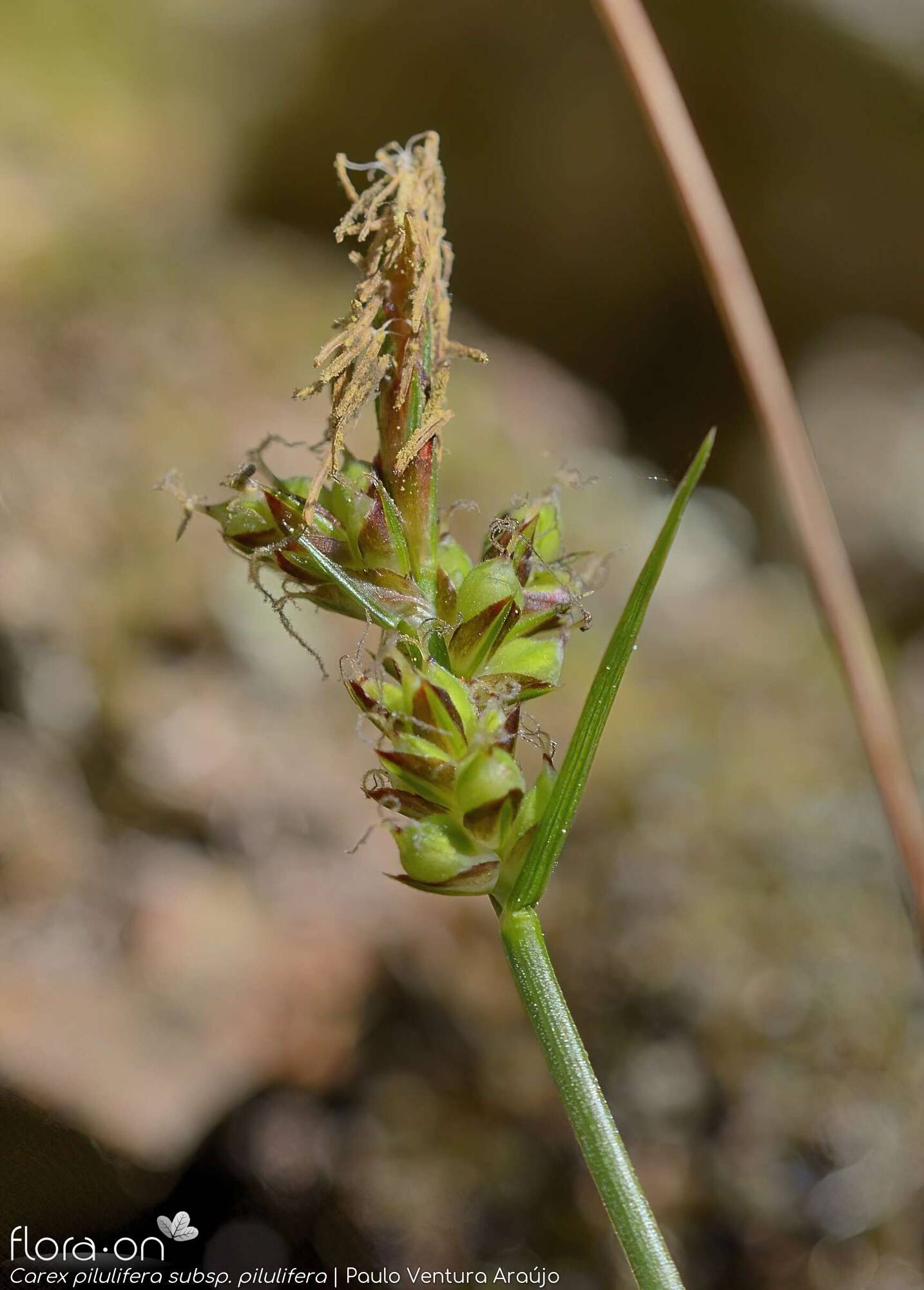 Carex pilulifera pilulifera - Flor (geral) | Paulo Ventura Araújo; CC BY-NC 4.0