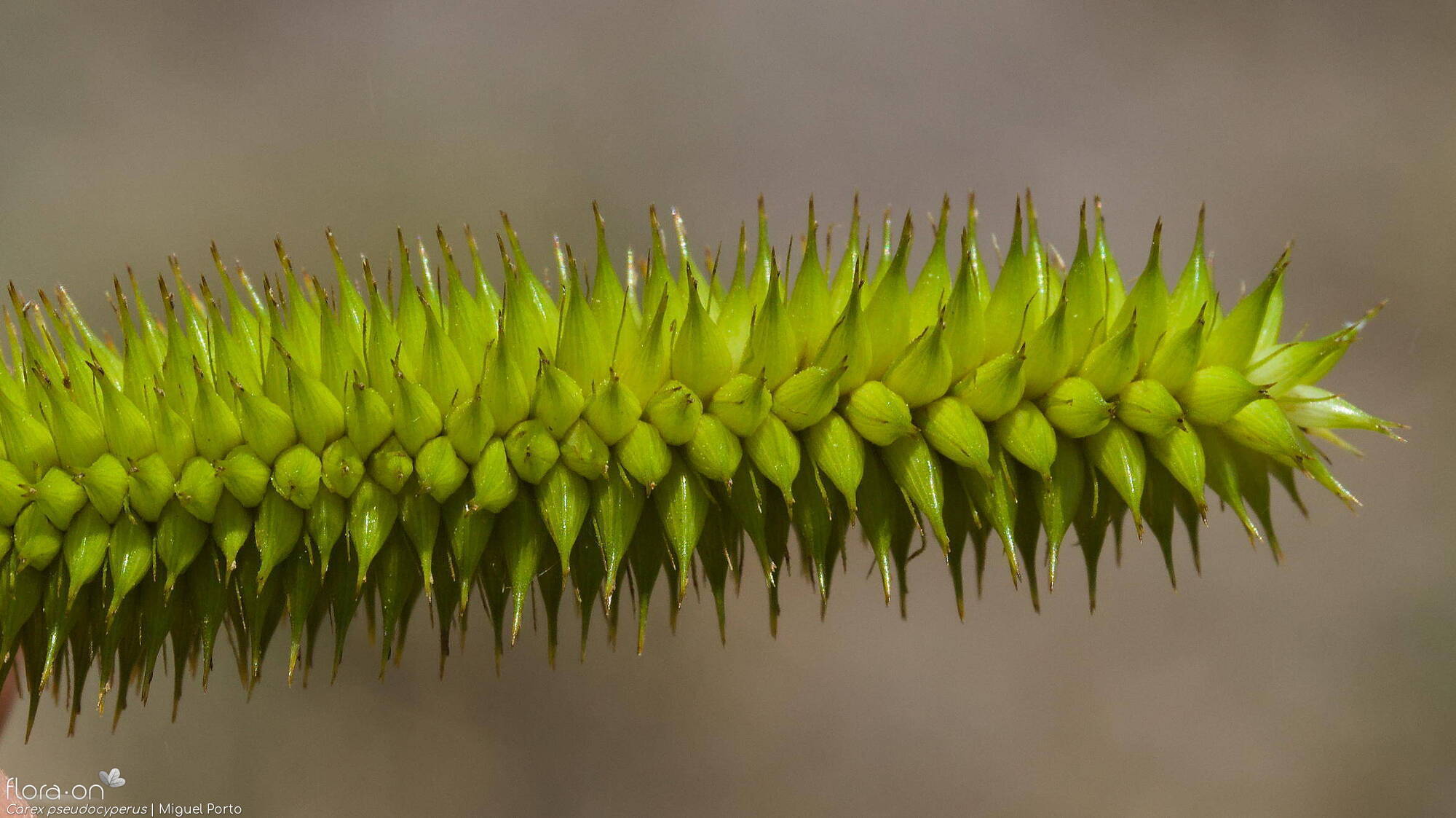 Carex pseudocyperus - Flor (close-up) | Miguel Porto; CC BY-NC 4.0