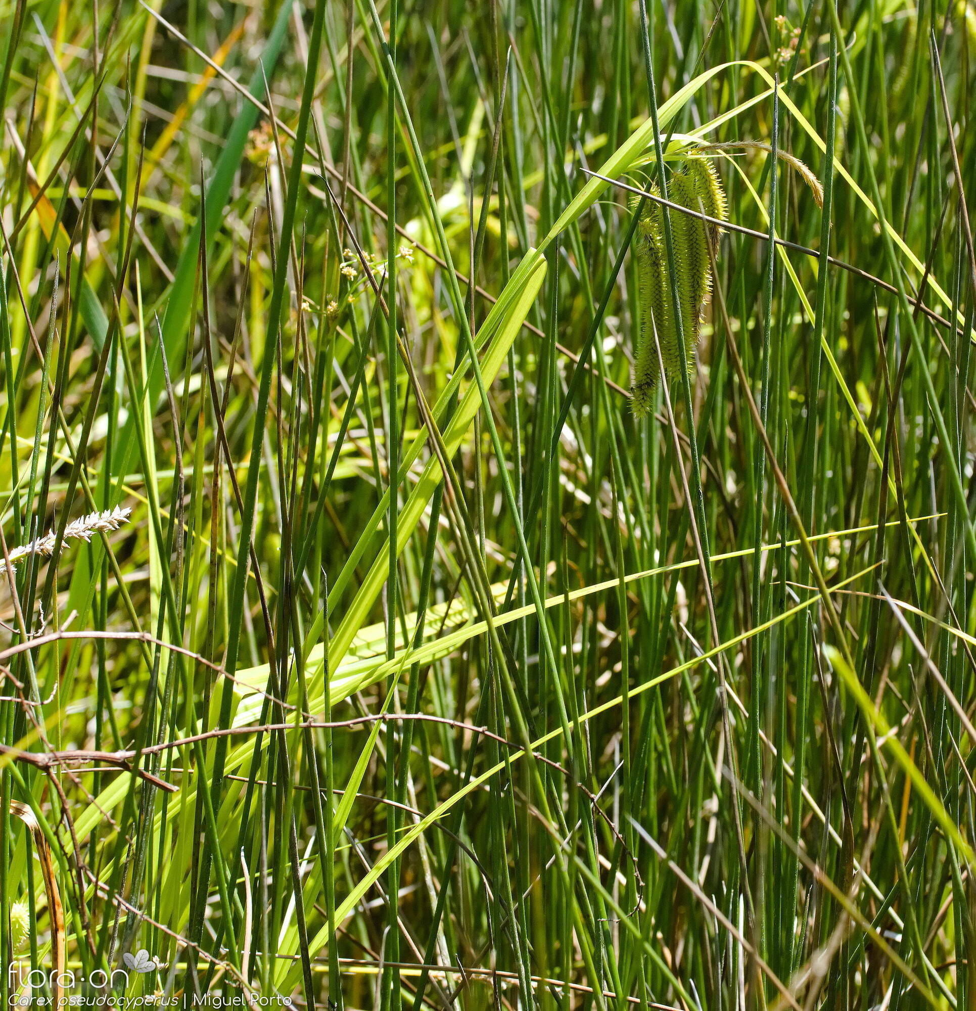 Carex pseudocyperus - Hábito | Miguel Porto; CC BY-NC 4.0
