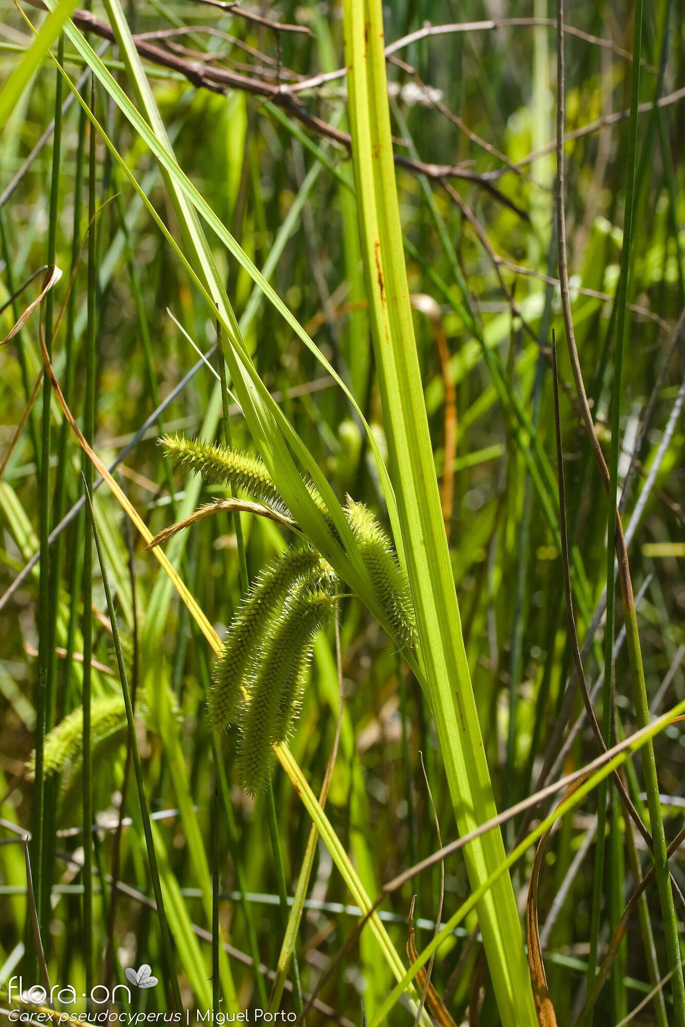 Carex pseudocyperus - Folha | Miguel Porto; CC BY-NC 4.0
