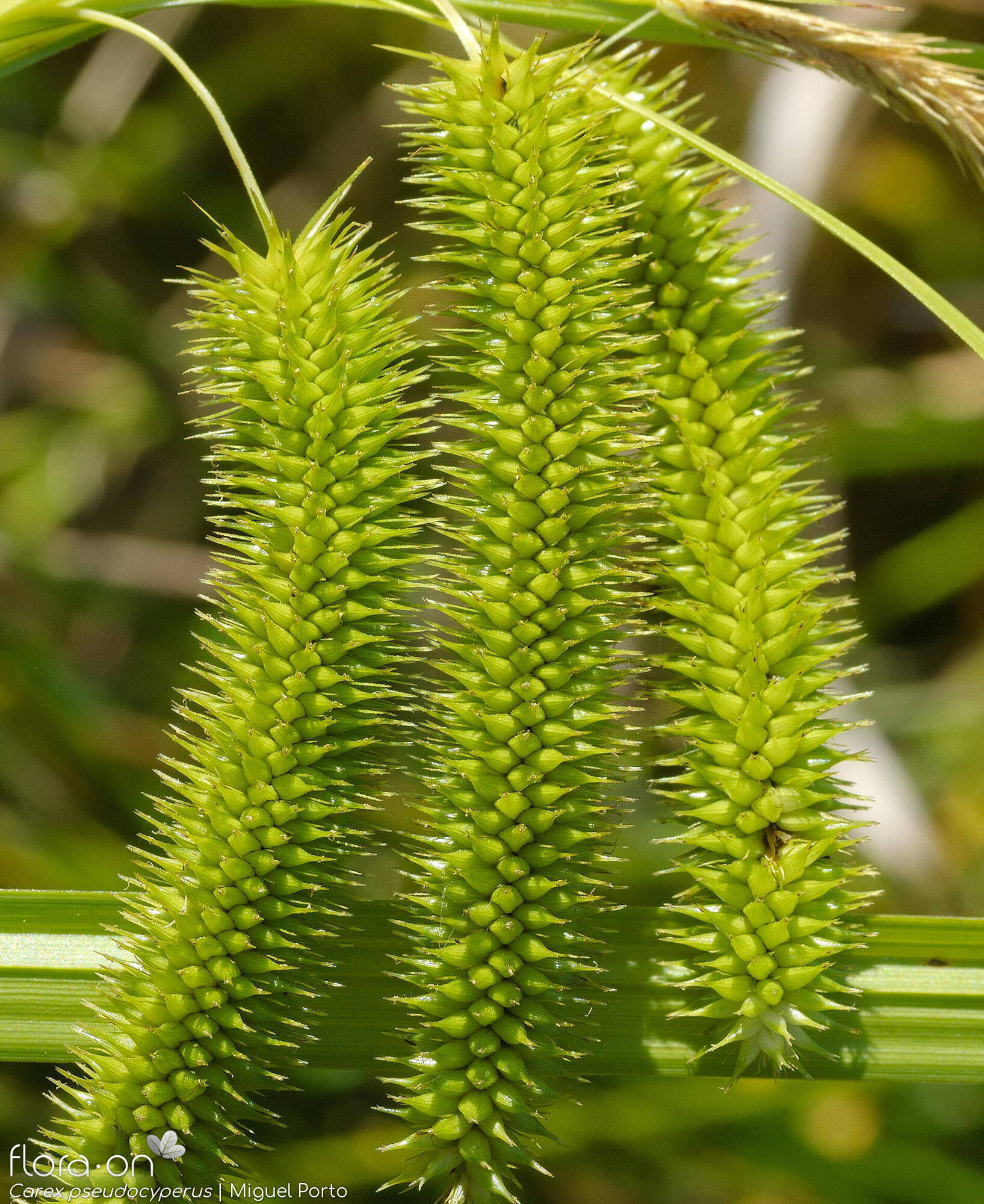 Carex pseudocyperus - Flor (geral) | Miguel Porto; CC BY-NC 4.0