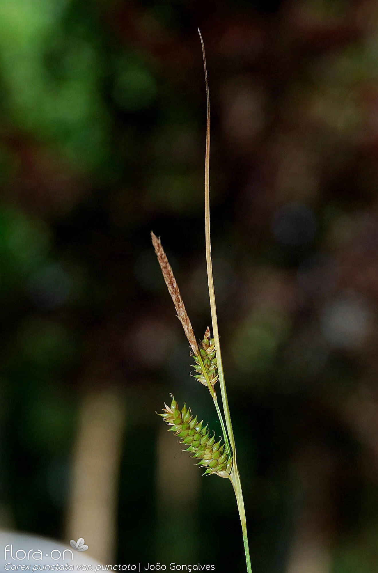 Carex punctata punctata - Flor (geral) | João Gonçalves; CC BY-NC 4.0