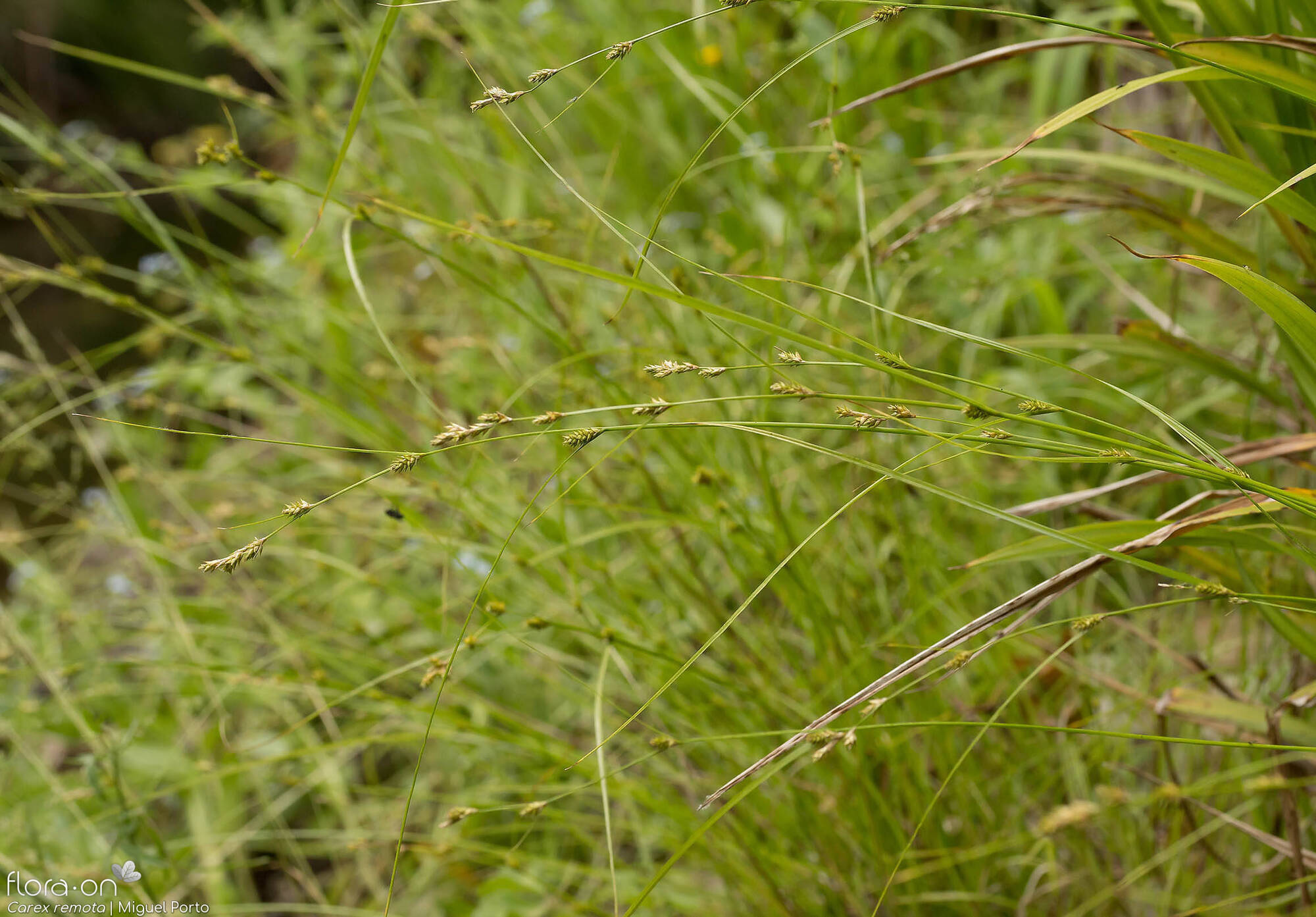 Carex remota - Hábito | Miguel Porto; CC BY-NC 4.0