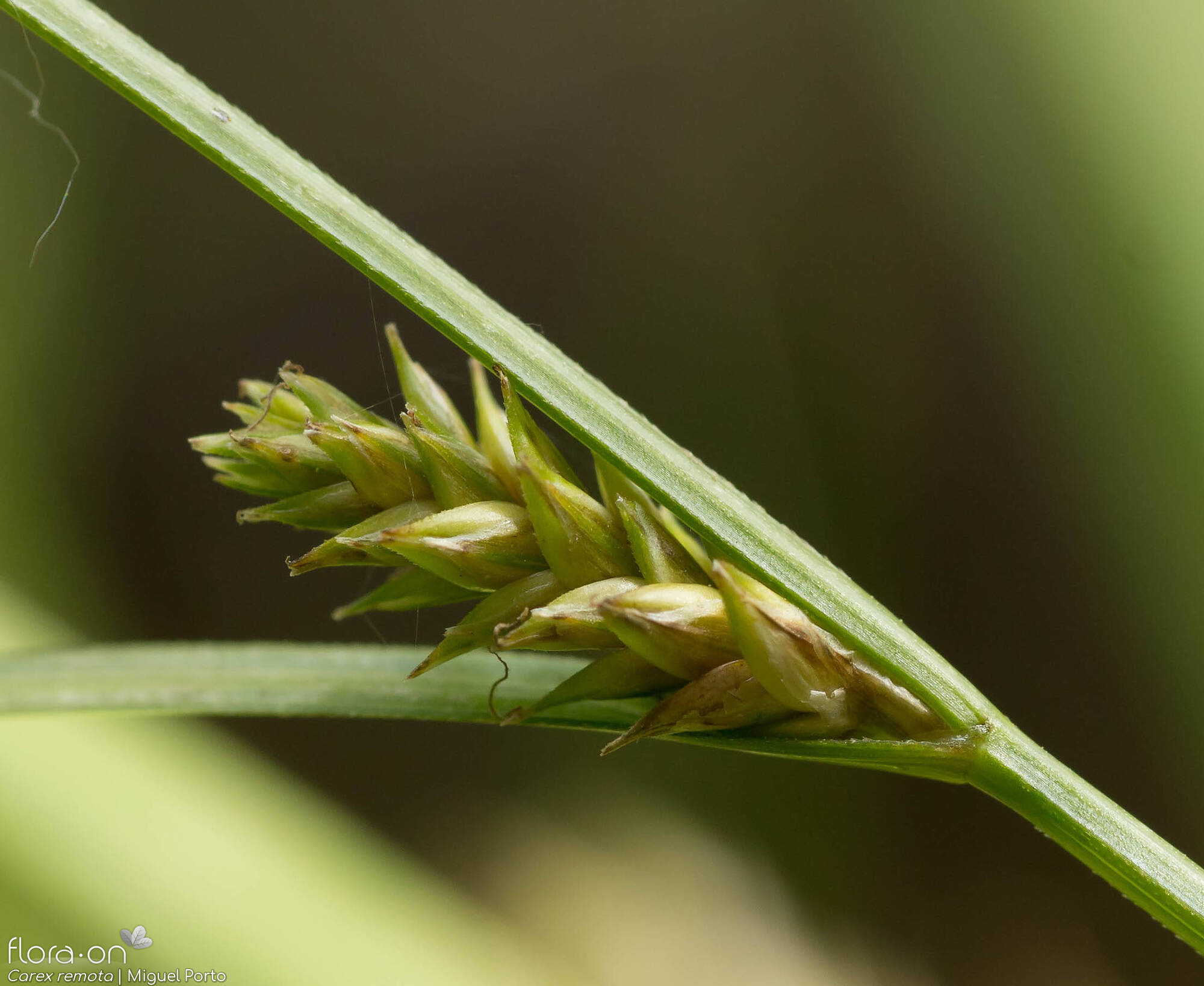 Carex remota - Flor (close-up) | Miguel Porto; CC BY-NC 4.0