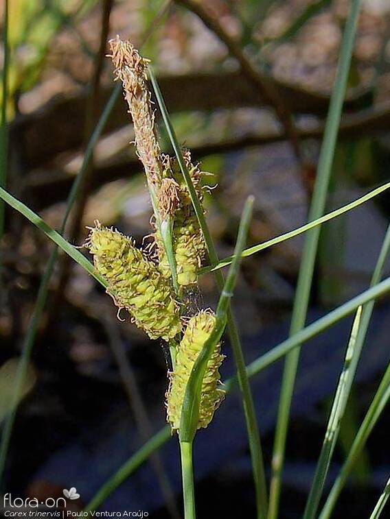 Carex trinervis - Flor (geral) | Paulo Ventura Araújo; CC BY-NC 4.0
