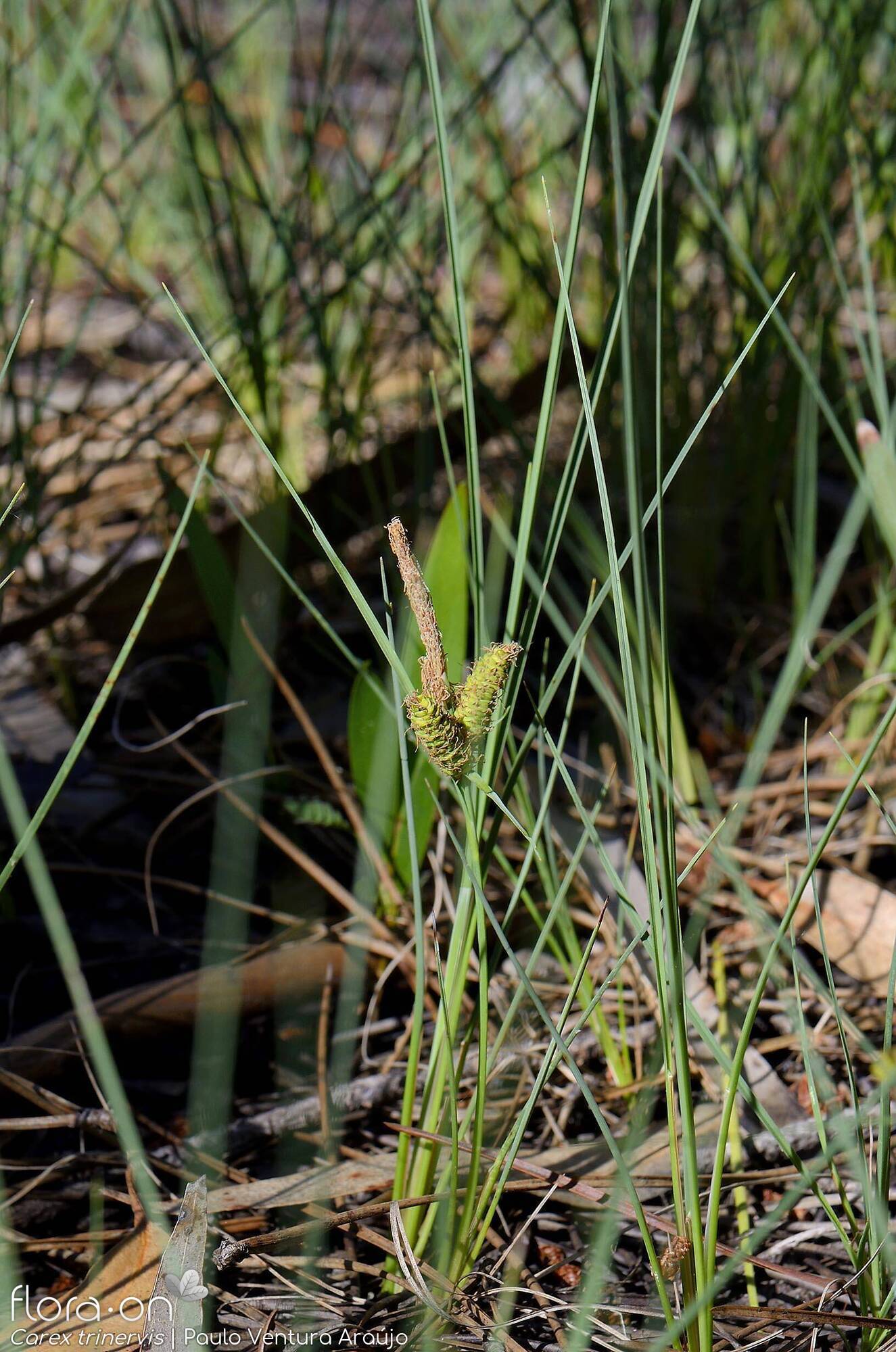 Carex trinervis - Hábito | Paulo Ventura Araújo; CC BY-NC 4.0