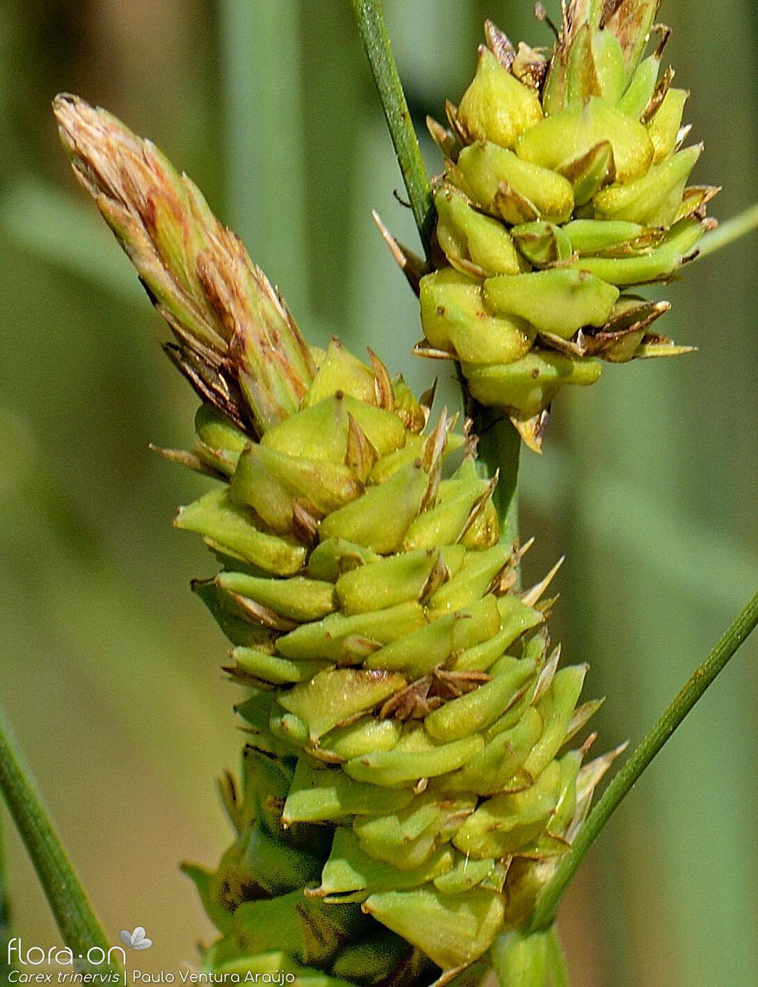 Carex trinervis - Flor (close-up) | Paulo Ventura Araújo; CC BY-NC 4.0