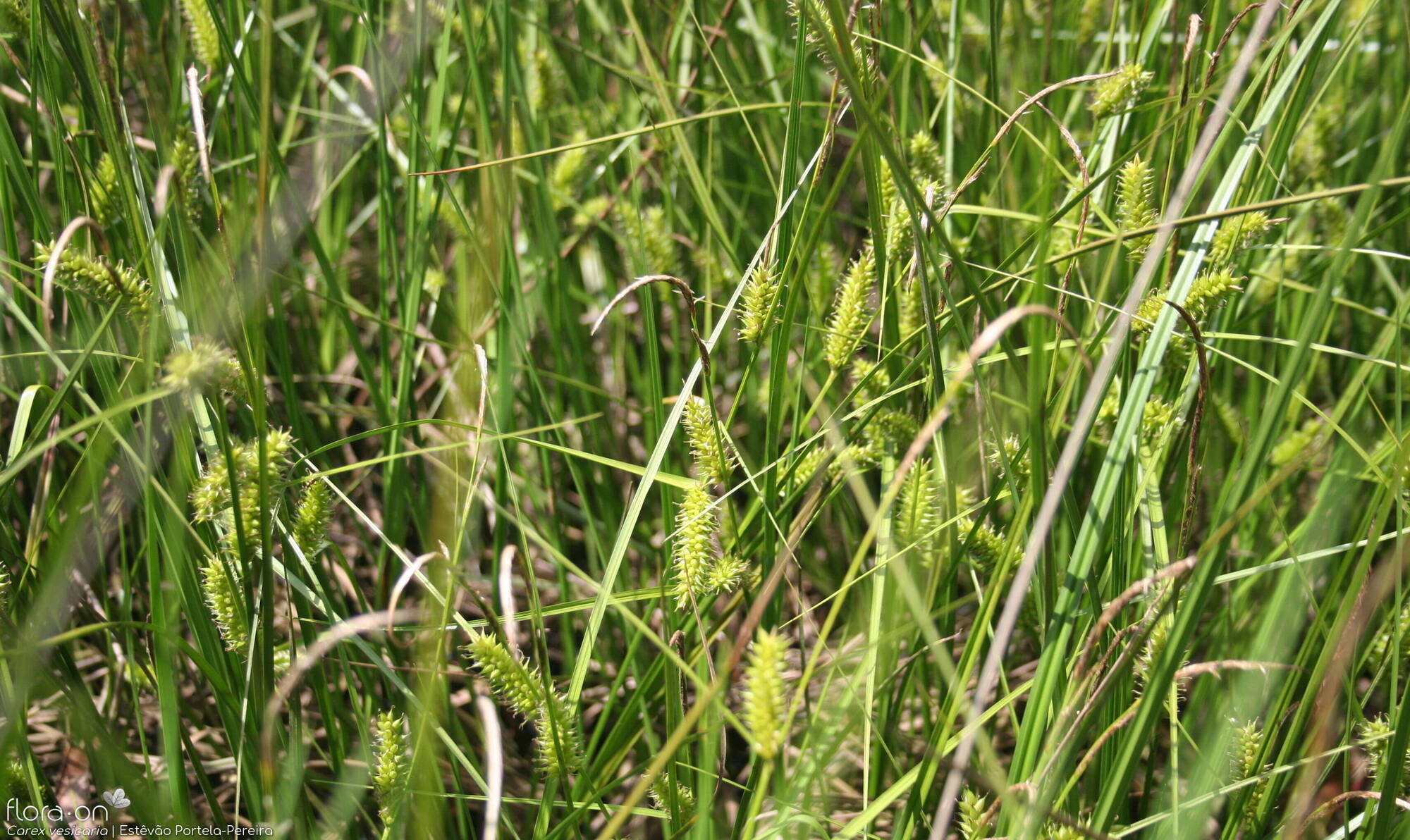Carex vesicaria - Hábito | Estêvão Portela-Pereira; CC BY-NC 4.0
