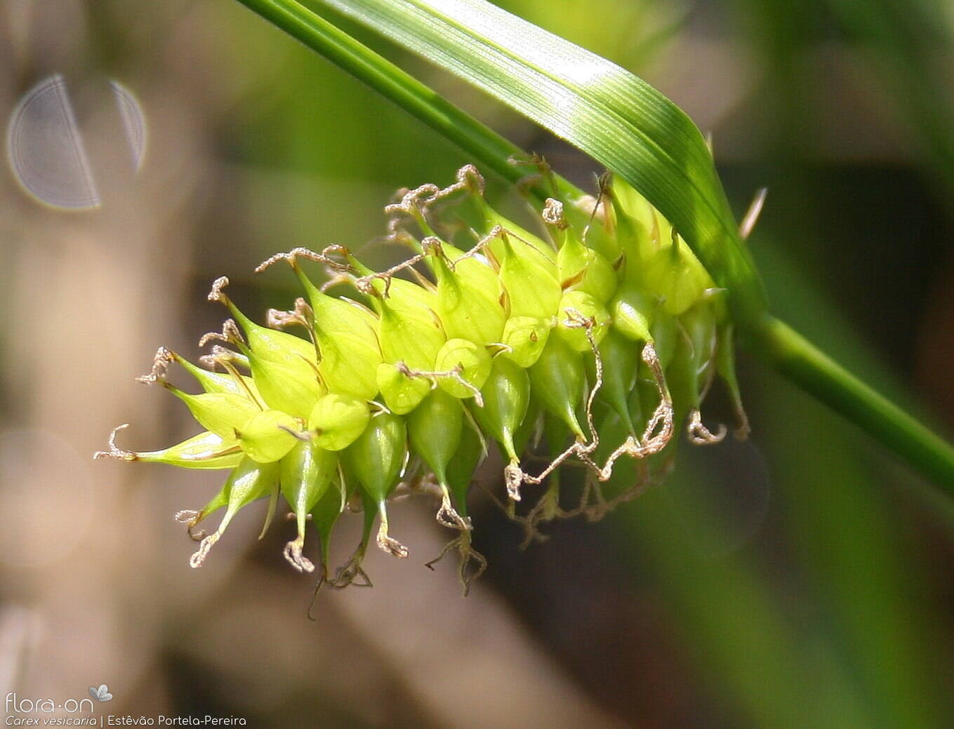 Carex vesicaria - Fruto | Estêvão Portela-Pereira; CC BY-NC 4.0
