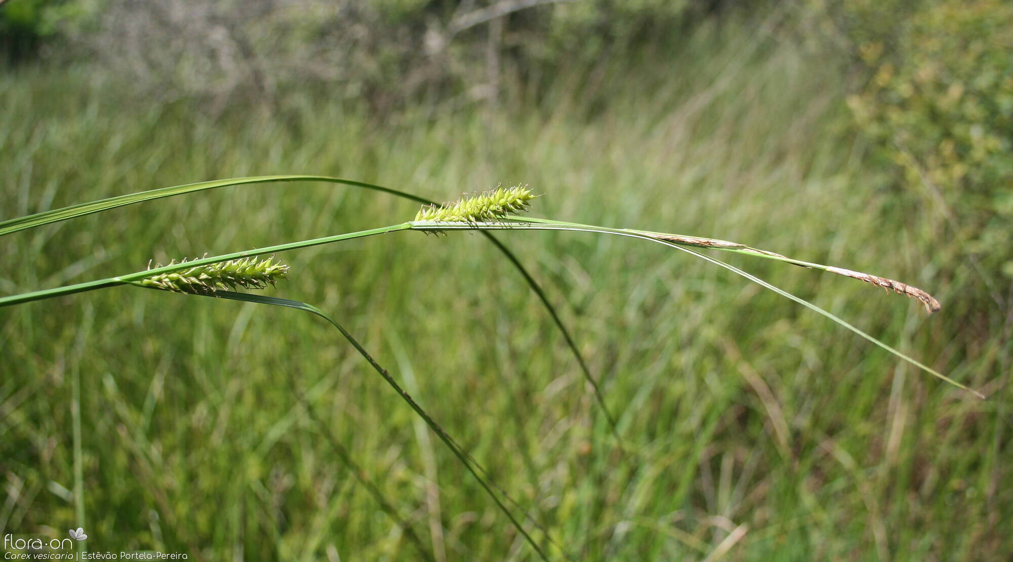 Carex vesicaria - Flor (geral) | Estêvão Portela-Pereira; CC BY-NC 4.0
