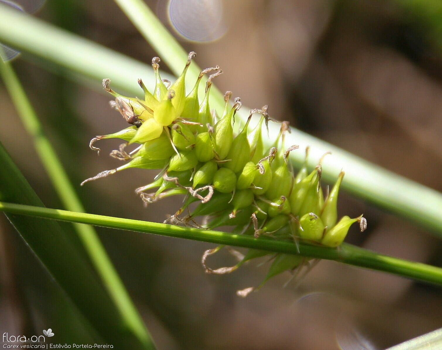 Carex vesicaria - Fruto | Estêvão Portela-Pereira; CC BY-NC 4.0