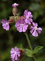 Caryophyllaceae