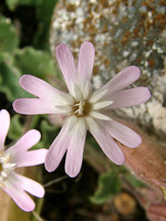 Caryophyllaceae