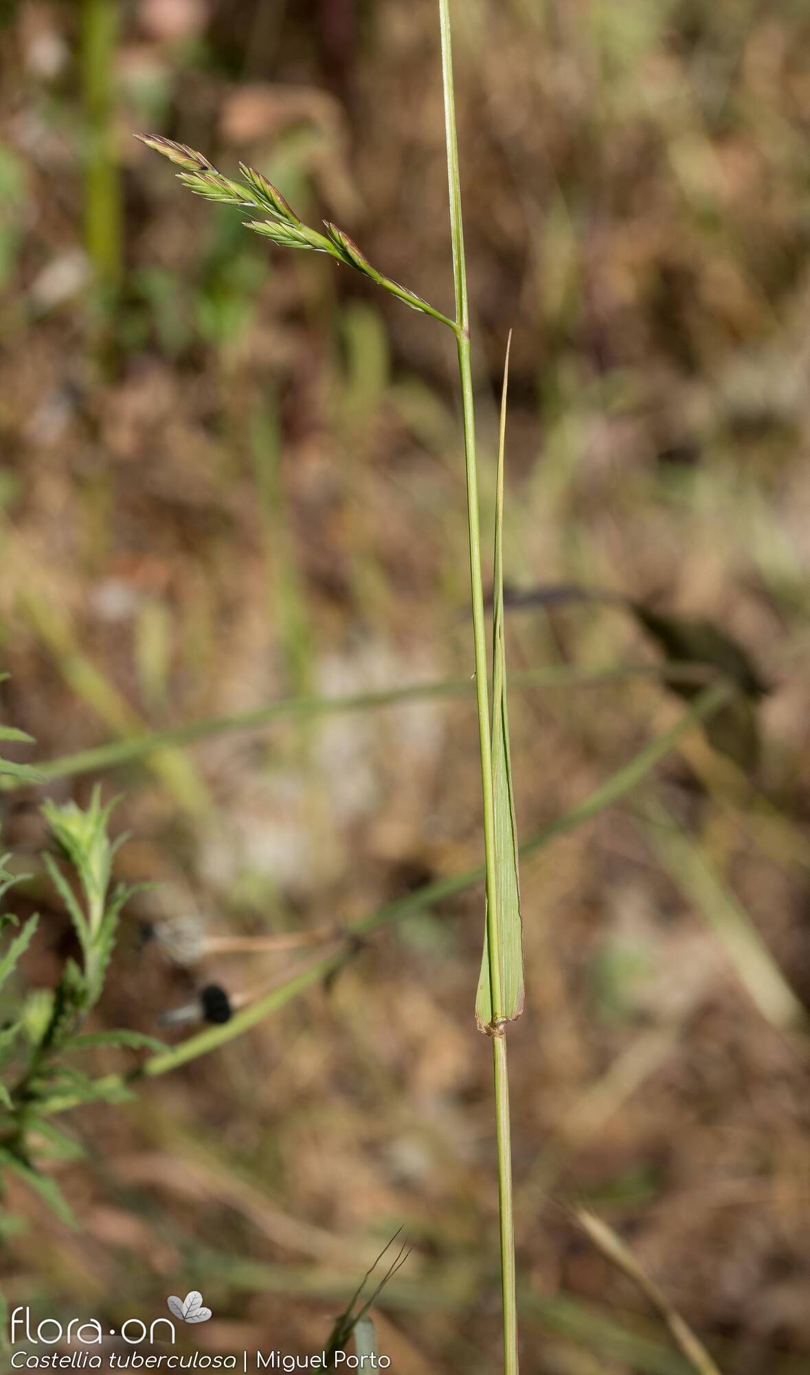 Castellia tuberculosa - Folha (geral) | Miguel Porto; CC BY-NC 4.0