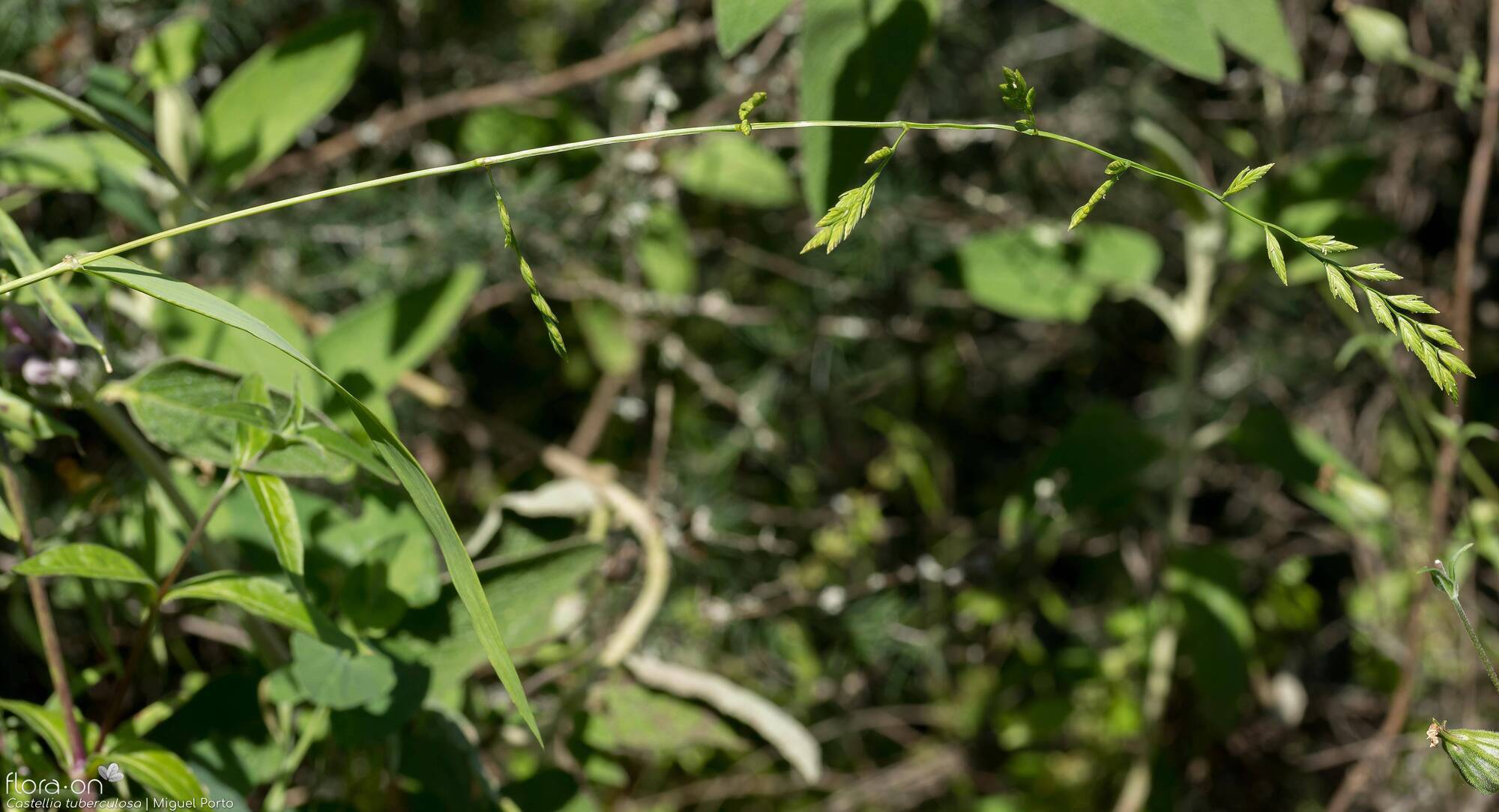 Castellia tuberculosa - Hábito | Miguel Porto; CC BY-NC 4.0