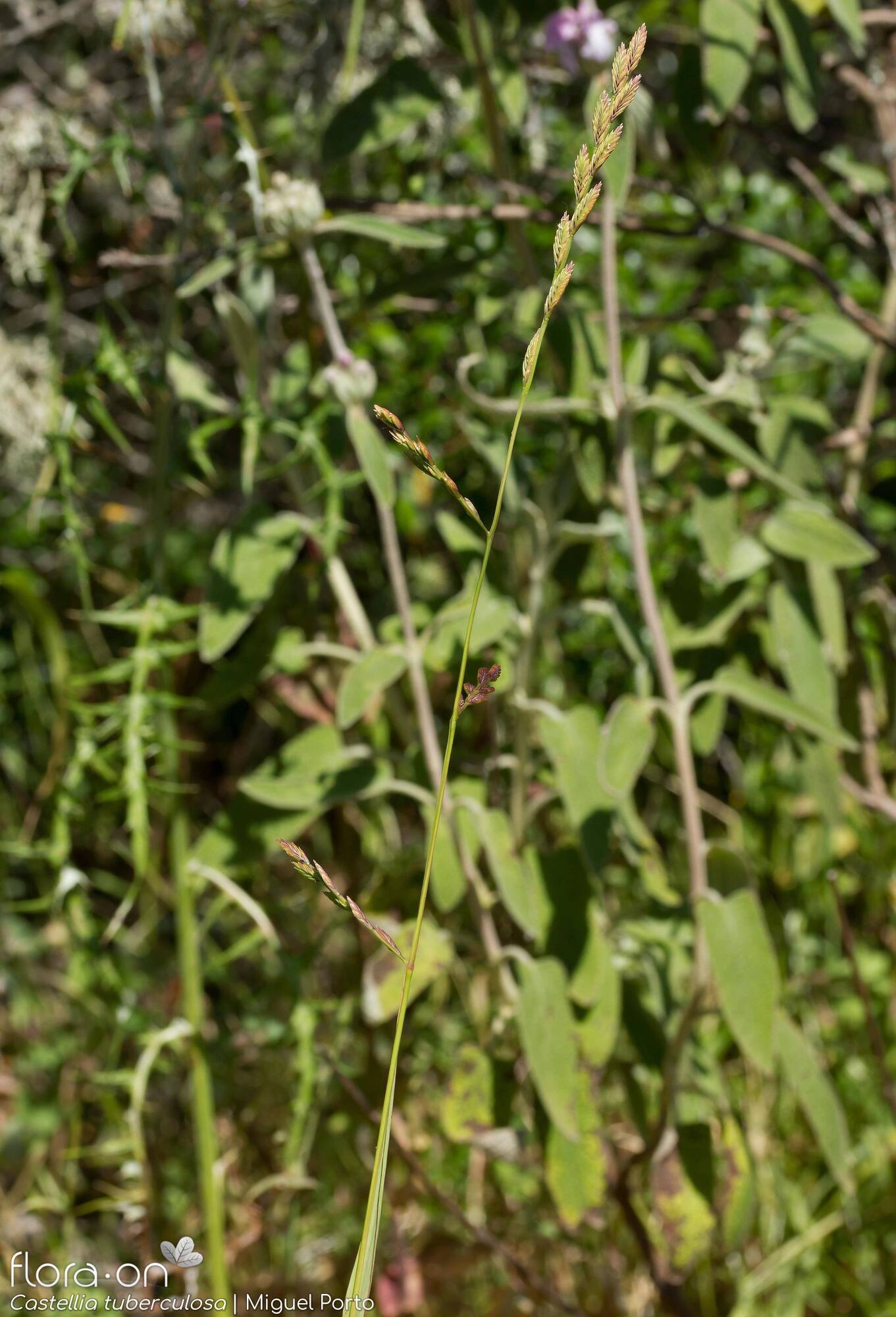 Castellia tuberculosa - Flor (geral) | Miguel Porto; CC BY-NC 4.0