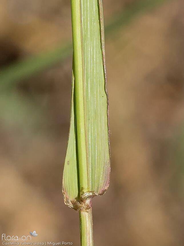 Castellia tuberculosa - Folha | Miguel Porto; CC BY-NC 4.0