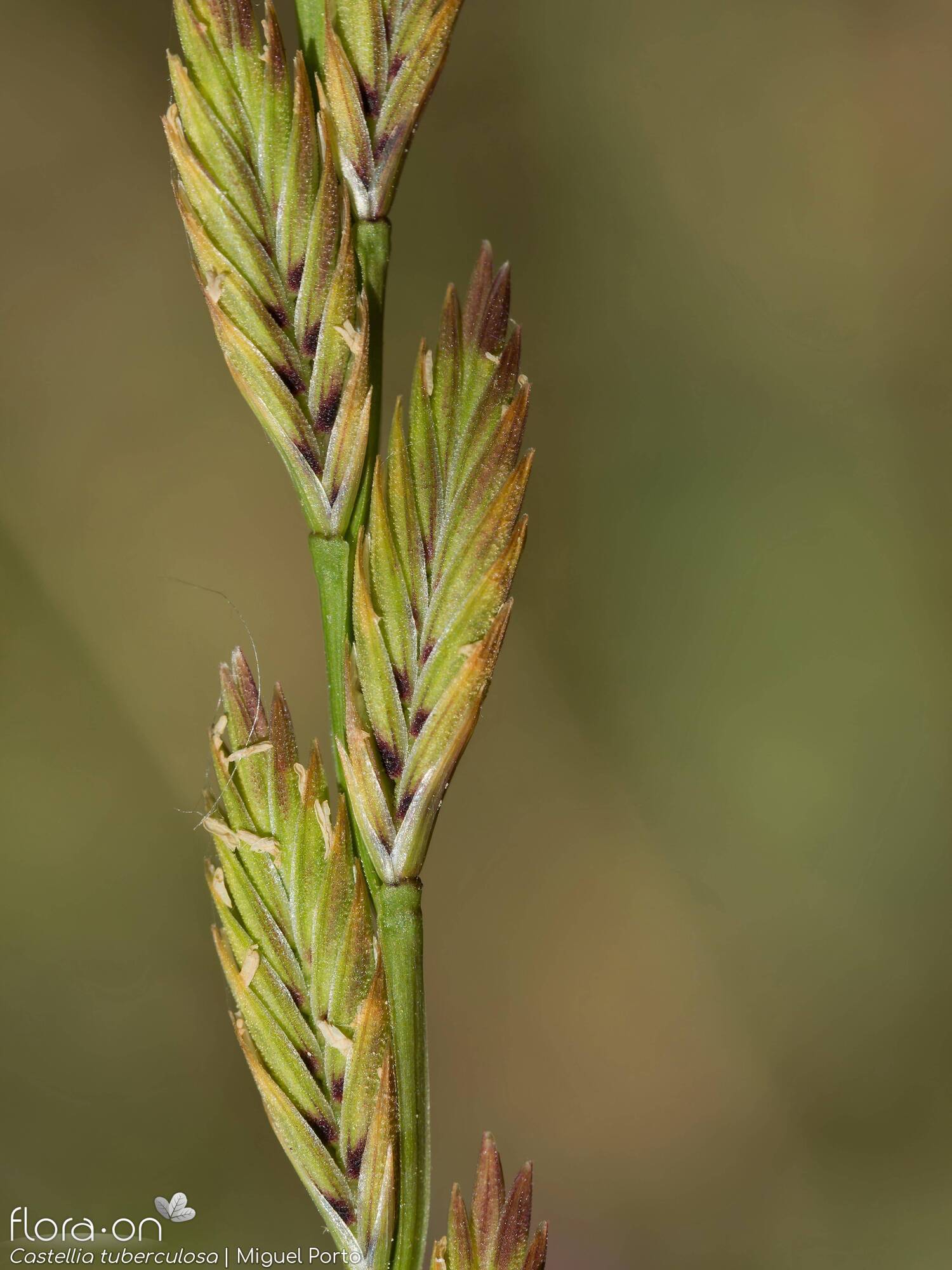Castellia tuberculosa - Espigueta | Miguel Porto; CC BY-NC 4.0