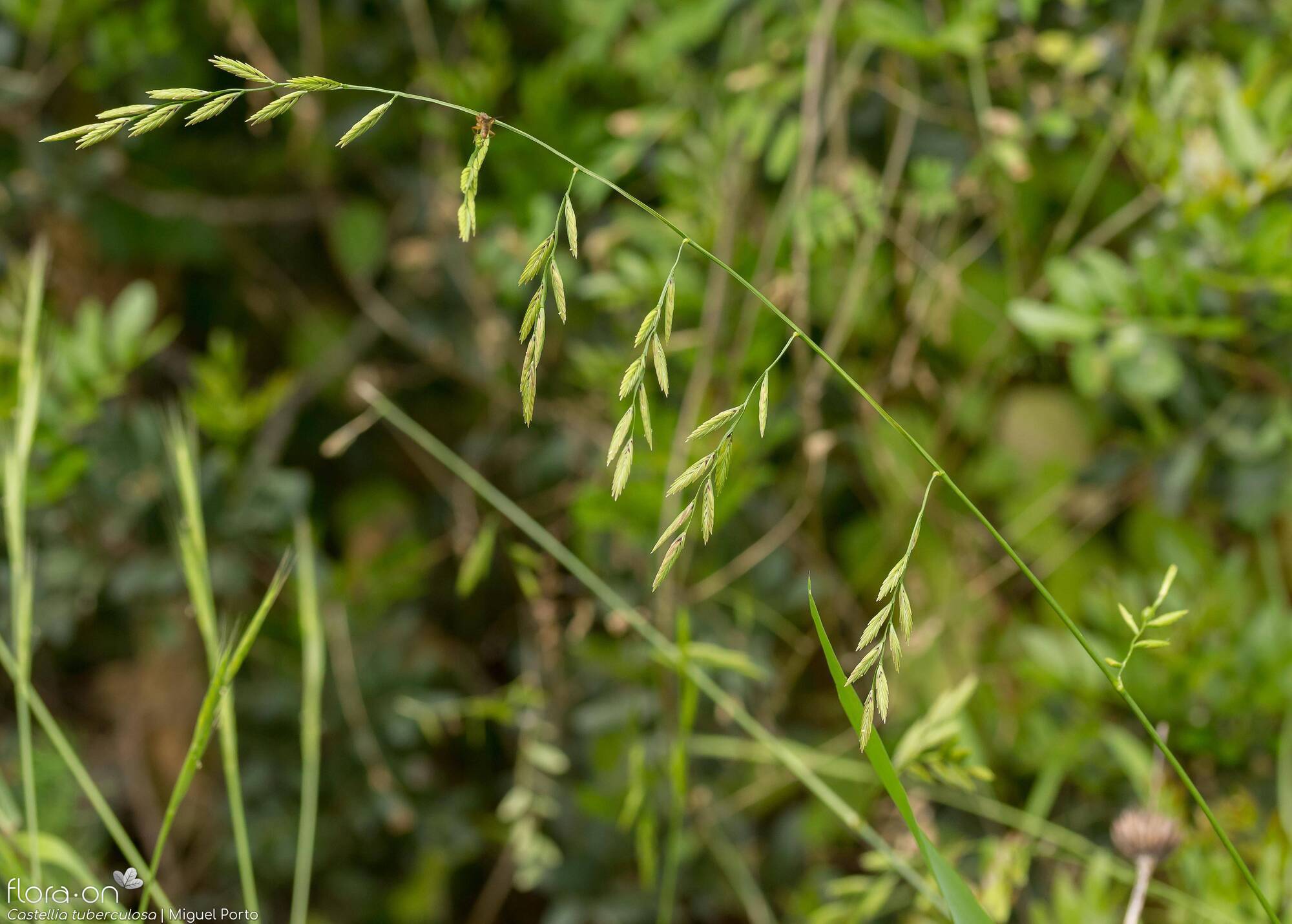 Castellia tuberculosa - Flor (geral) | Miguel Porto; CC BY-NC 4.0