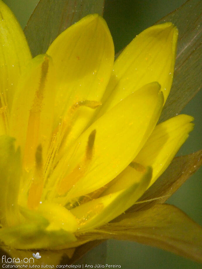 Catananche lutea carpholepis - Flor (close-up) | Ana Júlia Pereira; CC BY-NC 4.0