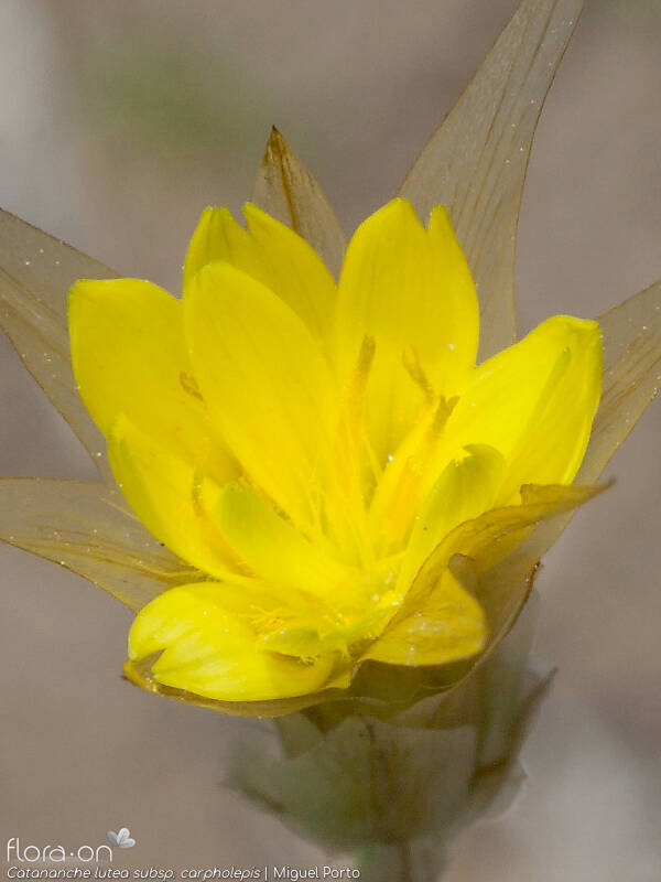 Catananche lutea carpholepis - Flor (close-up) | Miguel Porto; CC BY-NC 4.0