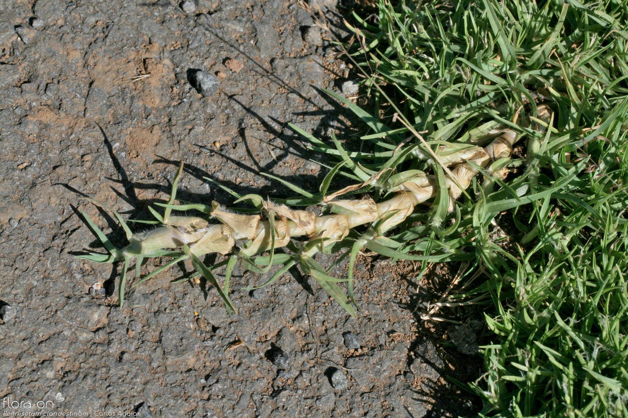 Cenchrus clandestinus - Hábito | Carlos Aguiar; CC BY-NC 4.0