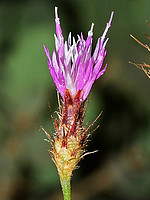 Centaurea bethurica