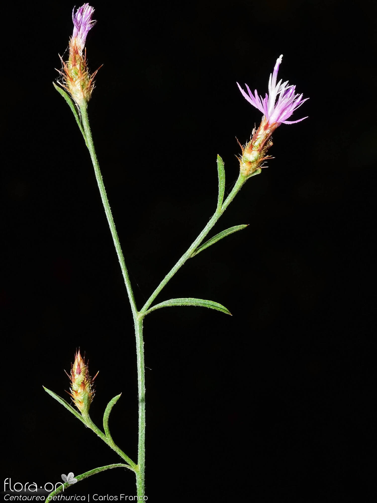 Centaurea bethurica - Flor (geral) | Carlos Franco; CC BY-NC 4.0