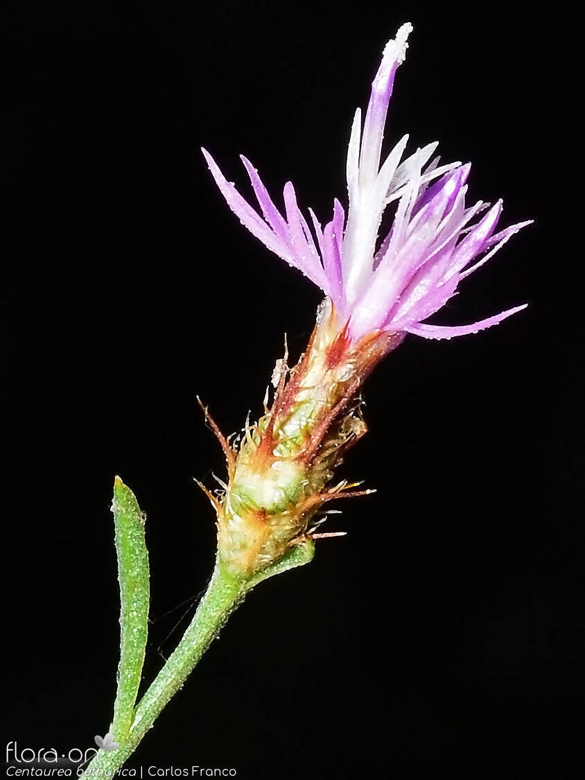 Centaurea bethurica - Capítulo | Carlos Franco; CC BY-NC 4.0