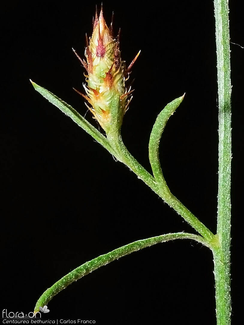 Centaurea bethurica - Capítulo | Carlos Franco; CC BY-NC 4.0