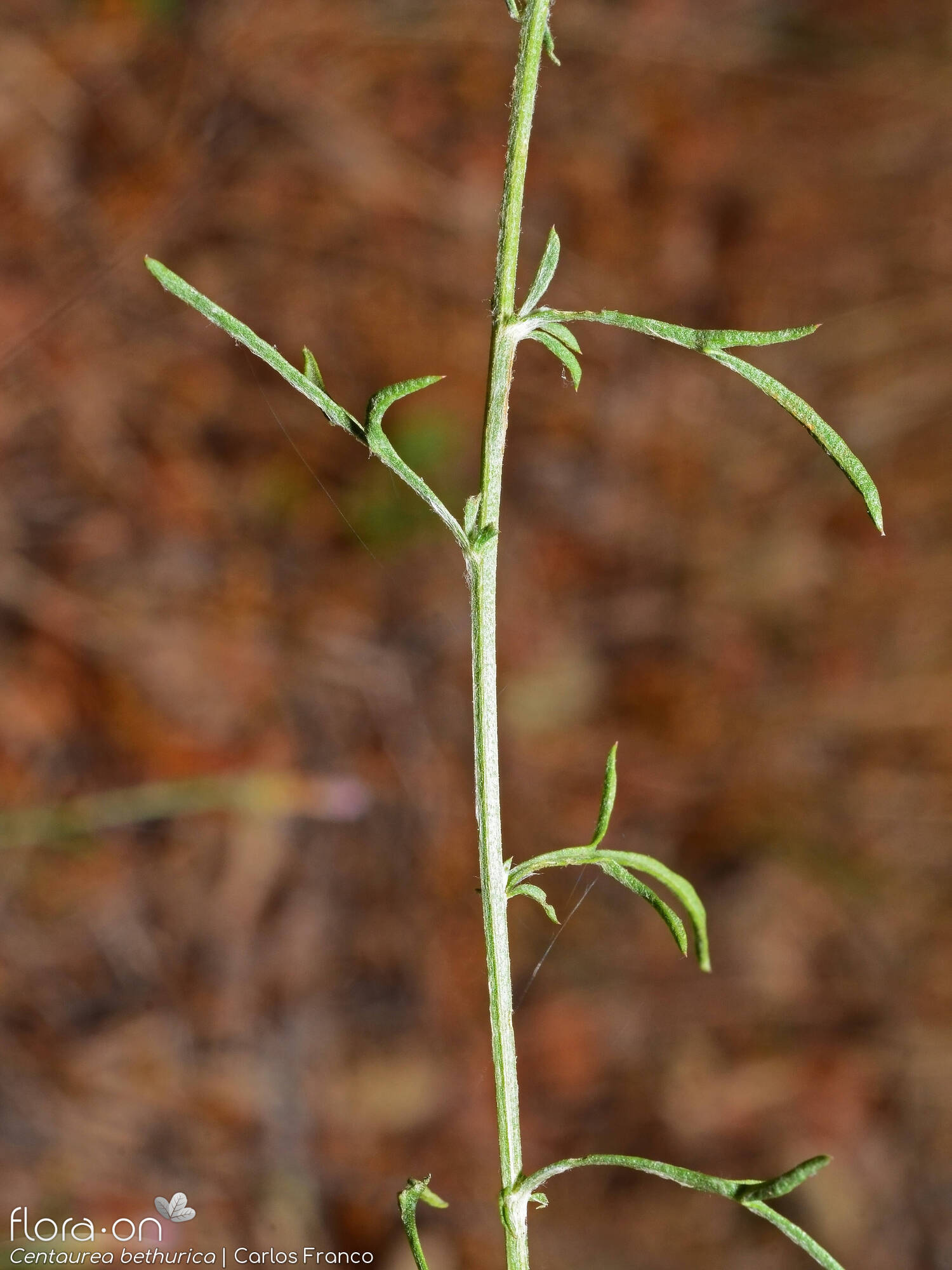Centaurea bethurica - Caule | Carlos Franco; CC BY-NC 4.0
