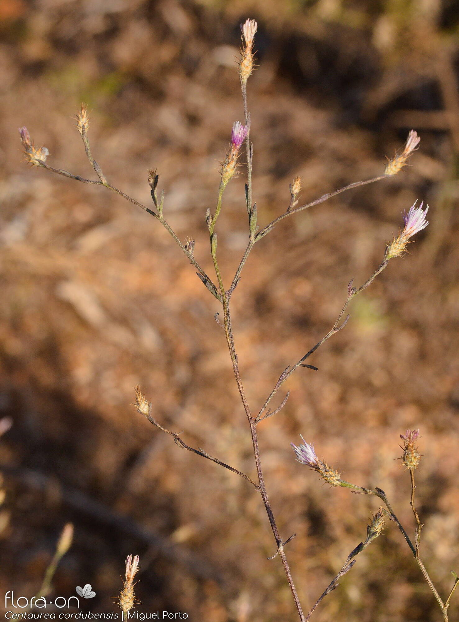 Centaurea cordubensis - Hábito | Miguel Porto; CC BY-NC 4.0