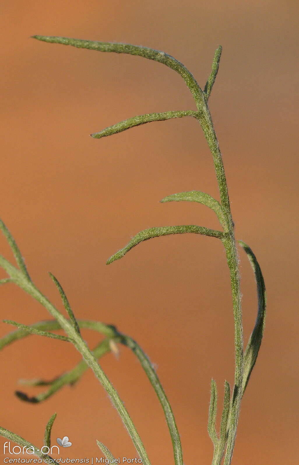 Centaurea cordubensis - Folha | Miguel Porto; CC BY-NC 4.0
