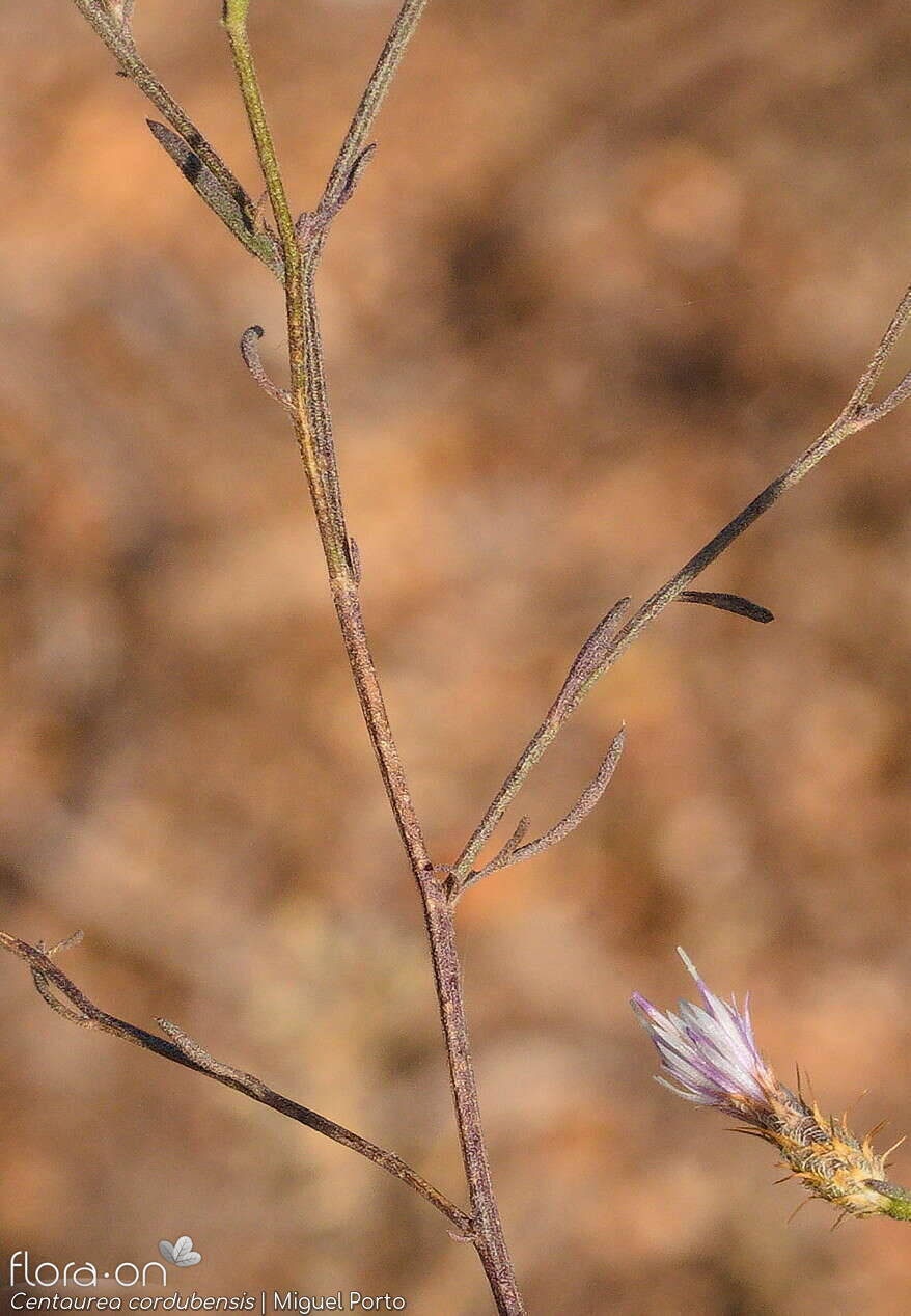 Centaurea cordubensis - Folha (geral) | Miguel Porto; CC BY-NC 4.0