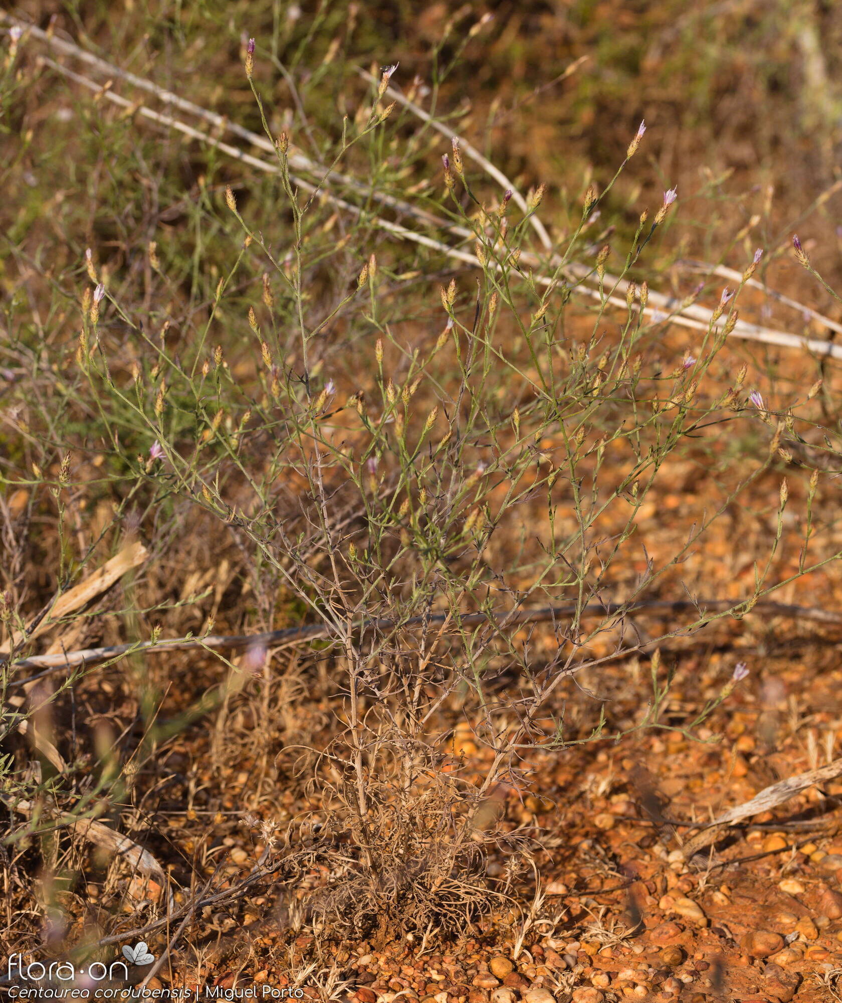Centaurea cordubensis - Hábito | Miguel Porto; CC BY-NC 4.0